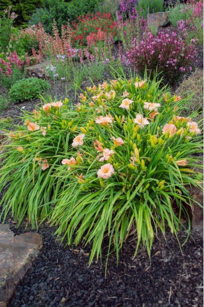 Лілійник On and On, висаджений у саду, в оточенні інших декоративних рослин і гармонійно вписаний у ландшафтний дизайн. 